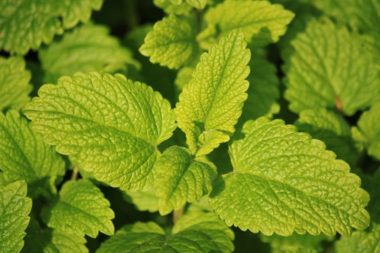Garden Grown Lemonbalm Leaf 1 Ounce Bag